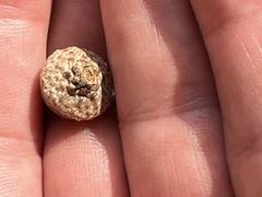 Quercus hemisphaerica