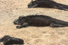 Amblyrhynchus cristatus