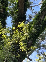 Quercus hemisphaerica