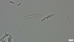 Ruzenia spermoides
