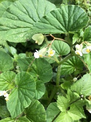 Begonia hirtella