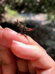 Gasteracantha sauteri