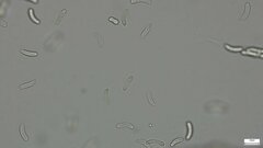 Ruzenia spermoides