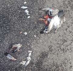 Columba livia domestica