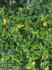 Lantana urticoides