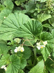 Begonia hirtella