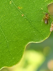 Lasiini