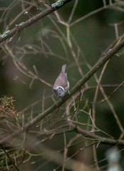 Lophophanes cristatus