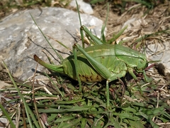 Polysarcus denticauda