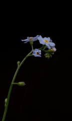 Myosotis scorpioides