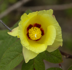 Gossypium