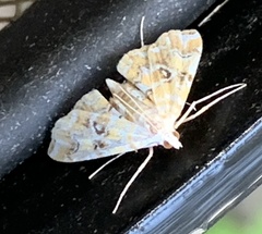 Elophila icciusalis