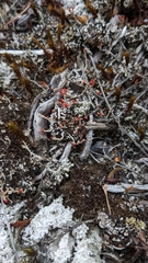 Cladonia cristatella