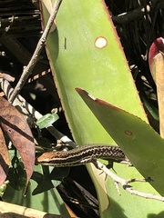 Psychosaura macrorhyncha