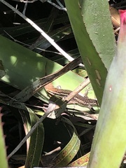 Psychosaura macrorhyncha
