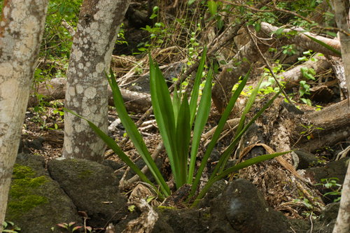 Furcraea hexapetala