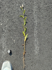 Persicaria pensylvanica