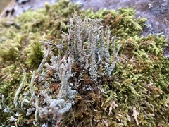 Cladonia squamosa