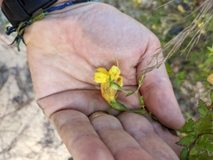 Aureolaria pectinata