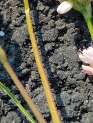 Persicaria pensylvanica