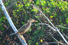 Ixobrychus sinensis