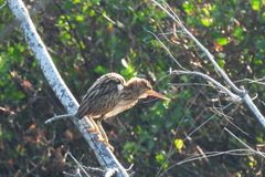 Ixobrychus sinensis