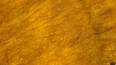 Coltricia cinnamomea