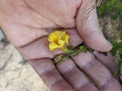 Aureolaria pectinata