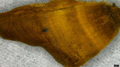 Coltricia cinnamomea