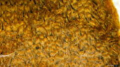 Coltricia cinnamomea