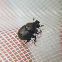 Onthophagus hecate