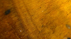 Coltricia cinnamomea