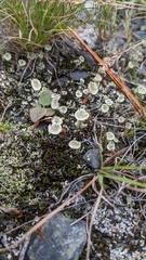 Cladonia chlorophaea