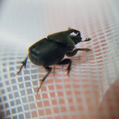 Onthophagus hecate