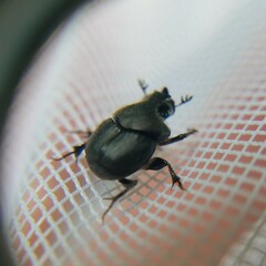 Onthophagus hecate