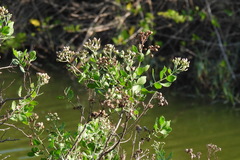 Pluchea indica