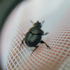 Onthophagus hecate