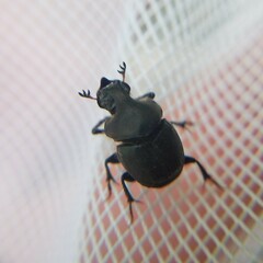 Onthophagus hecate