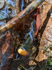 Pseudotriton ruber
