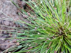 Eleocharis ovata