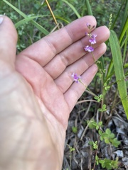 Lespedeza procumbens