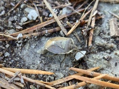 Chlorochroa pinicola