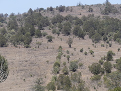 Juniperus procera