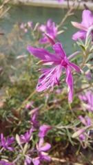 Chamaenerion dodonaei