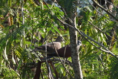 Streptopelia tranquebarica