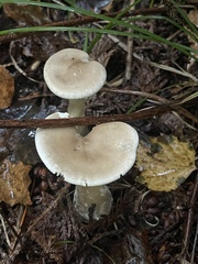 Ampulloclitocybe clavipes