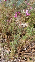 Chamaenerion dodonaei
