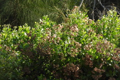 Pluchea indica