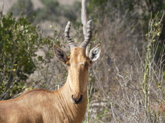 Alcelaphus buselaphus