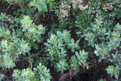 Pluchea indica